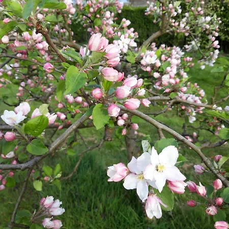 Boerderij La Trappe * 德尔纳